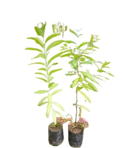 White Sandalwood Plant