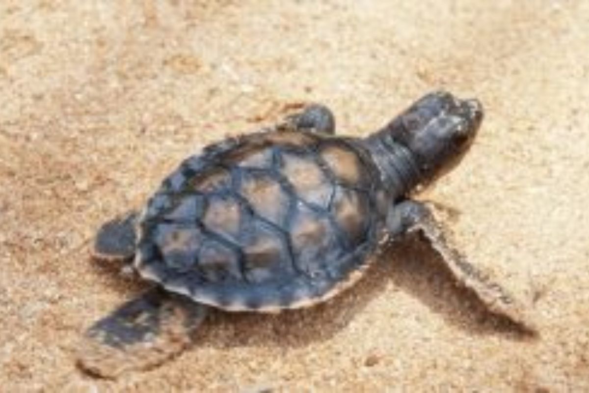 Olive Ridley Odisha 5N 6D Tours Travel Services