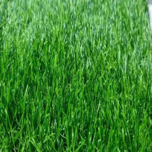 35mm Artificial Grass Carpet