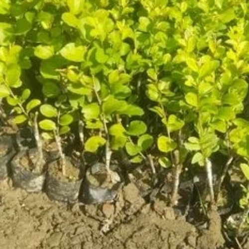 Apple Ber Plant - Medium Size Alkaline Soil Grafted | Green Whole Plant Late Winter Harvest