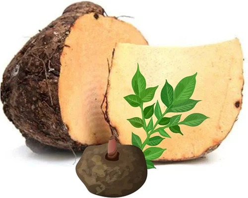 Brown Elephant Yam - Cultivation Type: .