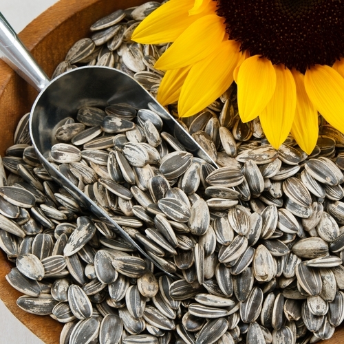High Yield Sunflower Seed