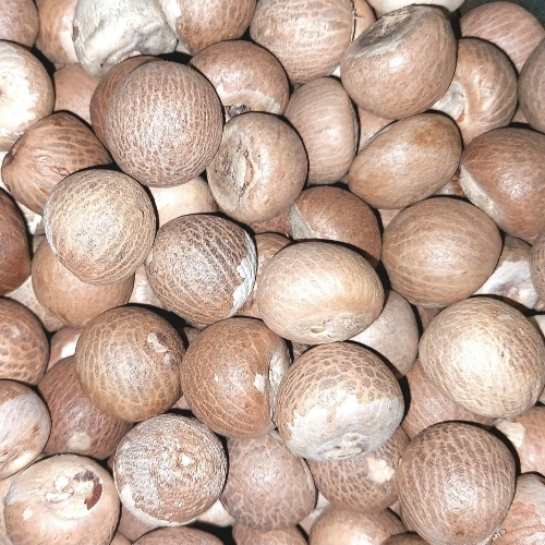 Whole Areca Nut