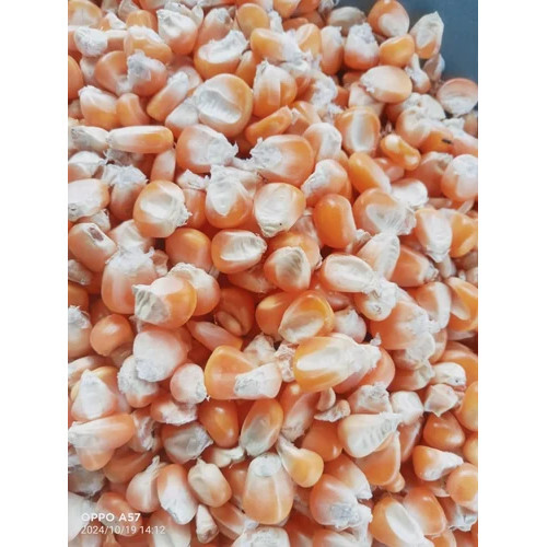 Dried Yellow Maize Seeds
