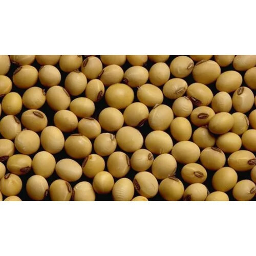 Organic Soybean Seed