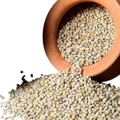 Pearl Millet