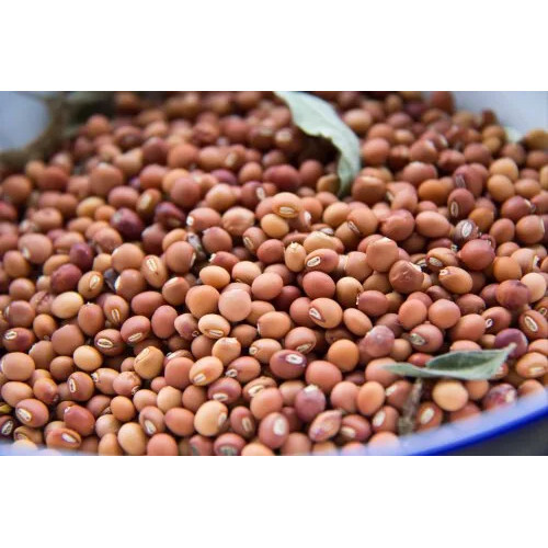 Pigeon Peas Seeds