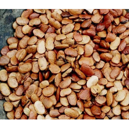 Pongamia Pinnata Seeds