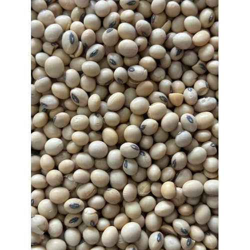 Soybean Seeds