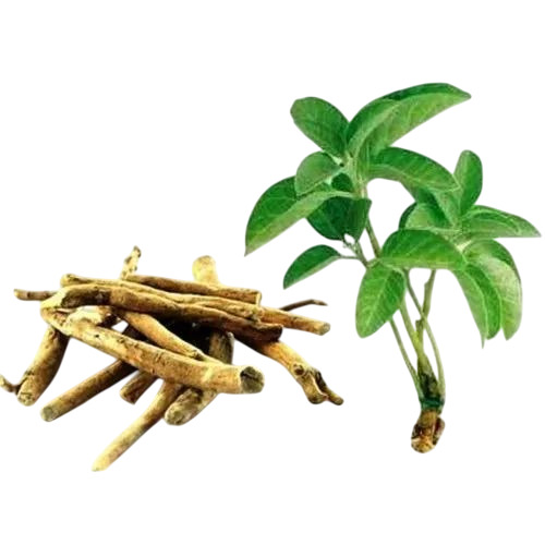 Ashwagandha Roots Dry Extract