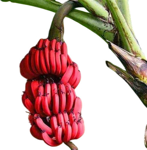 Red Banana