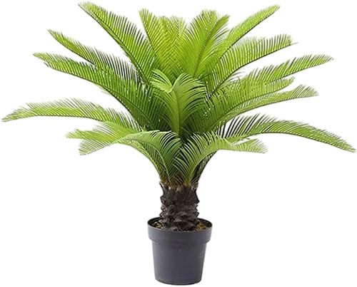 Cycas Revoluta Plants