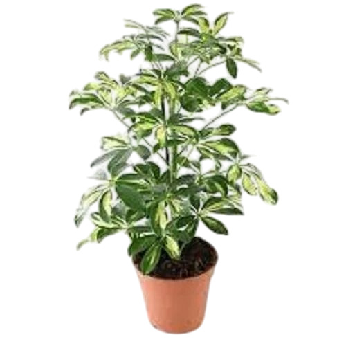 Green Schefflera Variegated Plant