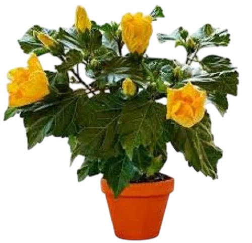 Hibiscus Yellow Flower Plant