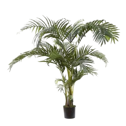 Kentia Palm Plant