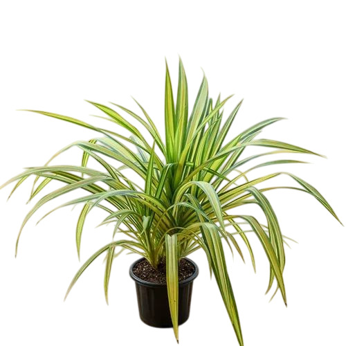 Pandanus Variegated Plant