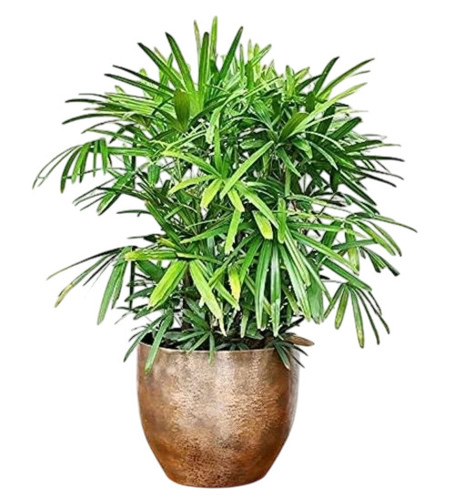 Raphis Palm Plants