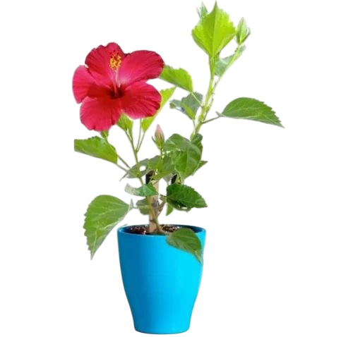 Red Hibiscus Flower Plant