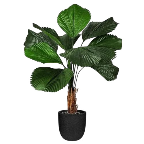 Ruffled Latan Palm Plant