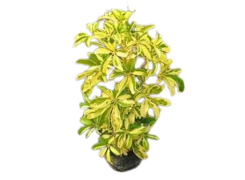 Schefflera Variegated Plant - 2-3 Feet, Green Stem | Fresh, A Grade, Acidic Clay Garden Soil, Full Sun Exposure