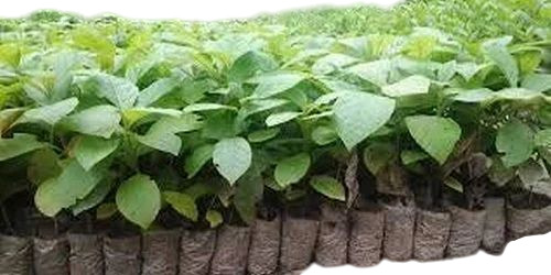 Tectona Grandis Plant