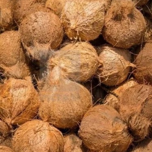 Brown Semi Husked Coconut