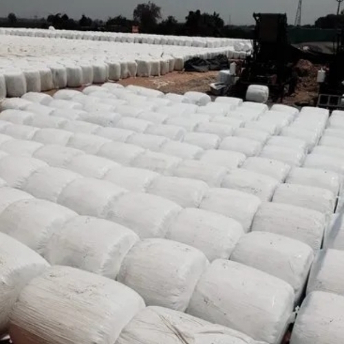 Corn Silage