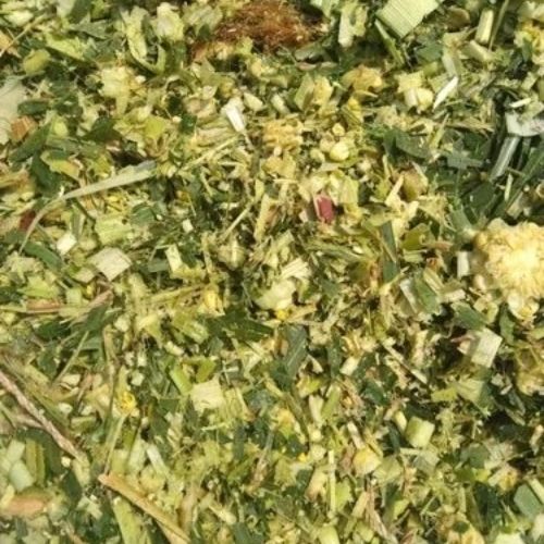 Green Fodder