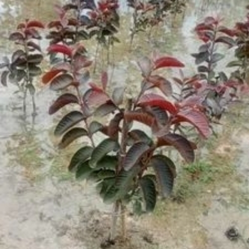 Thai Pink Guava Plants