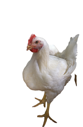 Live Chicken
