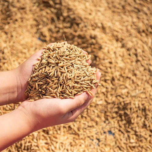 Rice Paddy Grain - Admixture (%): .