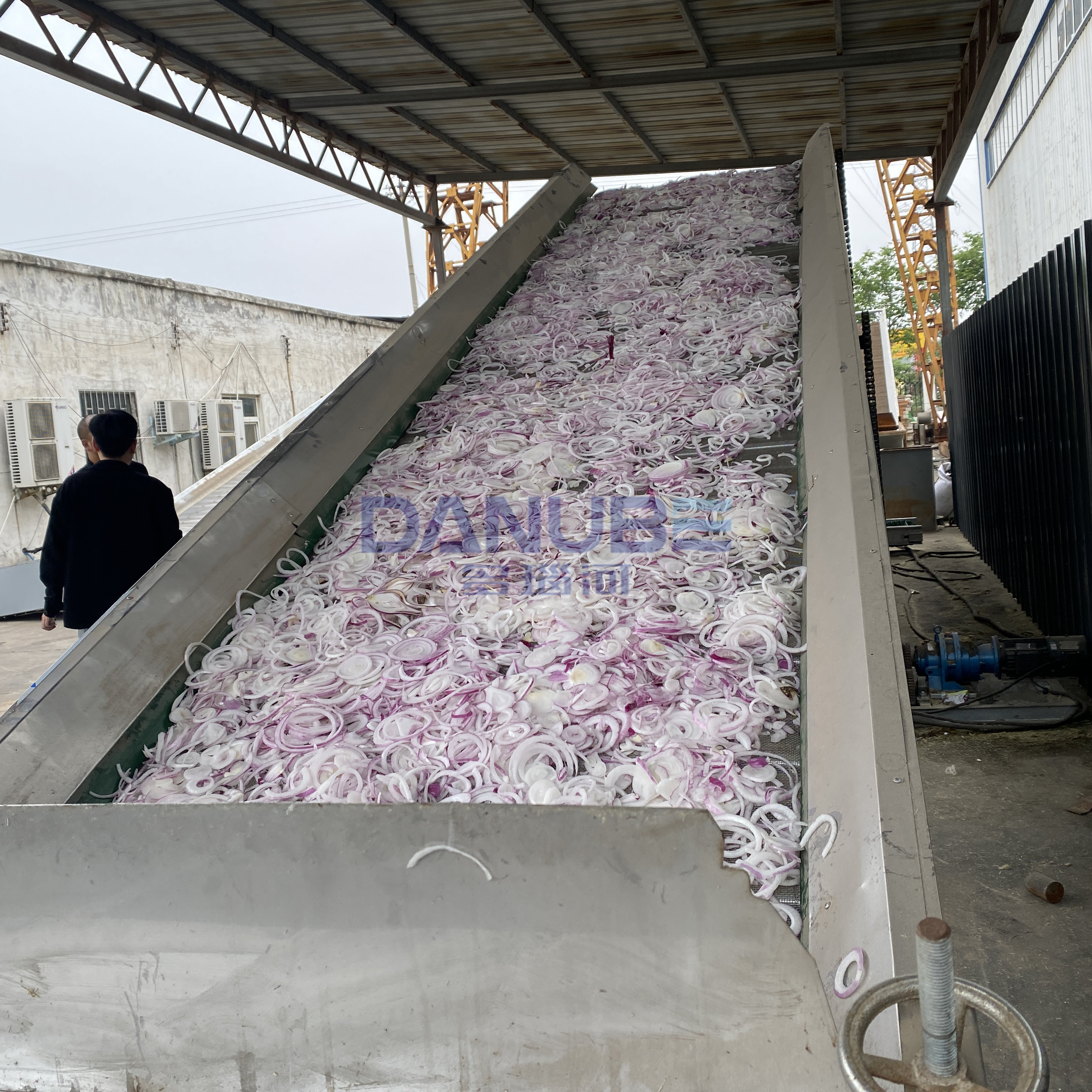 Onion Drying Production Line Onion Processing Equipment Onion Dehydrator Machine - Capacity: Customized Kg/Hr