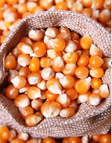 Maize Cattle Feed - Application: Fodders