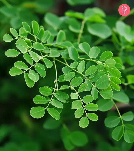 Moringa Leaves - Additives: .
