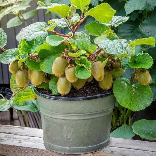 Kiwi Fruit Plant