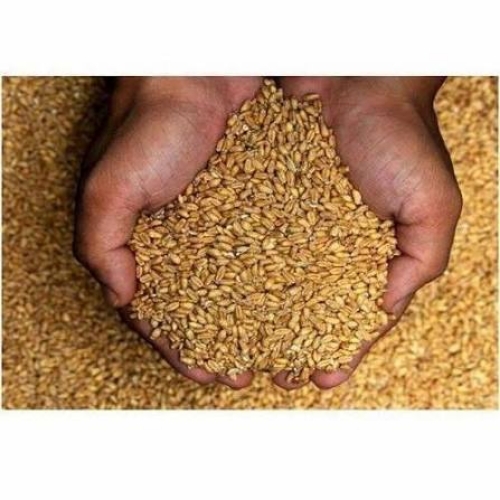 Low Moisture Cereal Grain