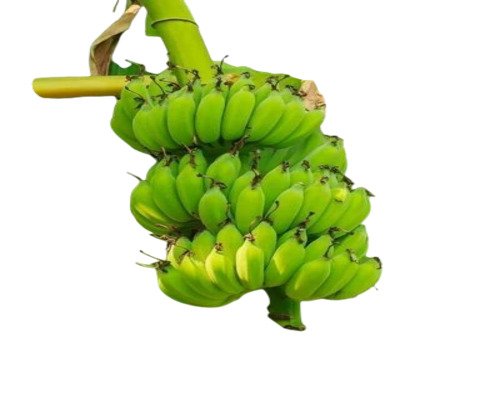 Fresh Green Banana