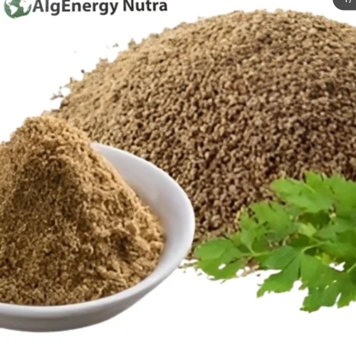 Ajmoda apium extract powder