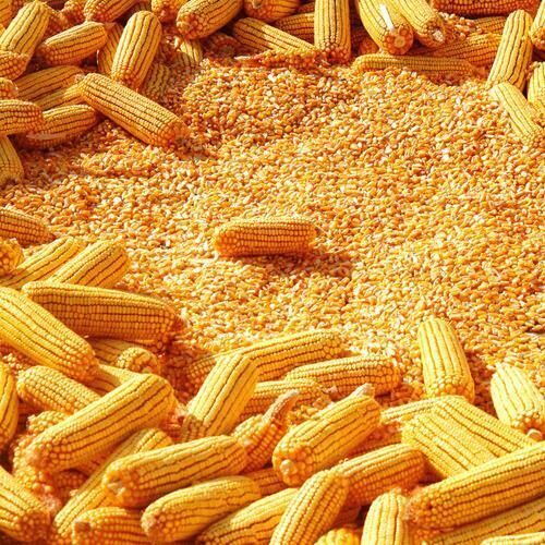 Dried Yellow Corn For Human And Animal Consumption - Admixture (%): 2