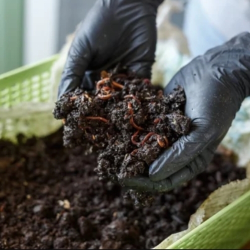 Organic Bio Fertilizer