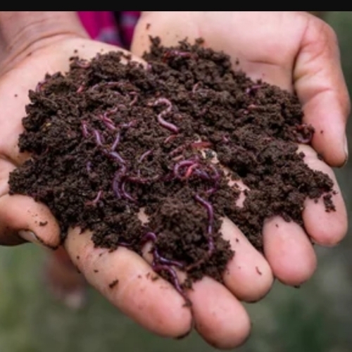 Organic Vermicompost Fertilizer