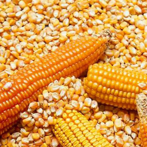Bulk Yellow Corn Kernels Dried Maize - Broken (%): 2