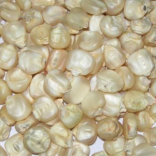 Dried White Maize Corn White - Admixture (%): 2