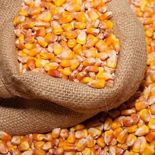 Dried Yellow Corn Yellow Maize - Admixture (%): 2