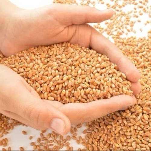 Wheat Seeds