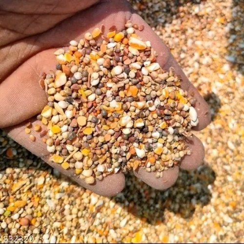 Pigeon Special Seed Mixed - Color: Multi Color