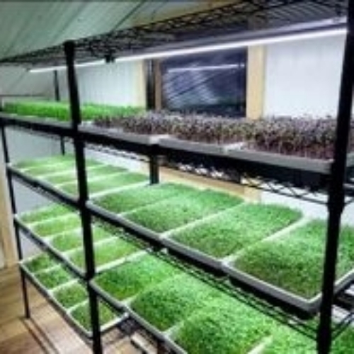 Tissue Culture Farming Growing Rack
