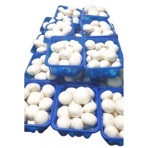 Plastic Mushroom Tray