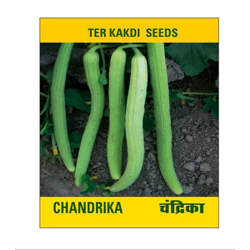 50gm Chandrika Selection Ter Kakdi Seed