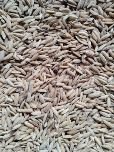 Paddy Seeds - Variety: Bottle Gourd